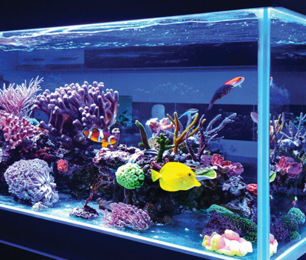 Aquariums available now in Ocala, Florida Saltwater, Freshwater, Reef