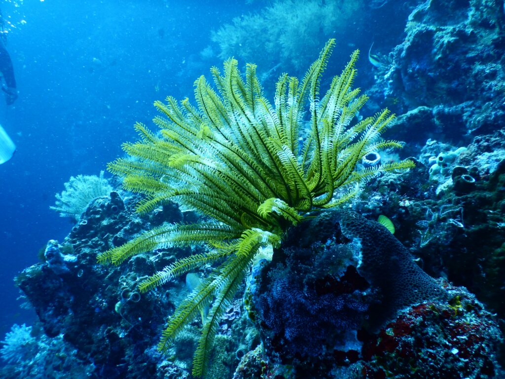 Coral Reef Facts - Aquatic Reef Design Ocala