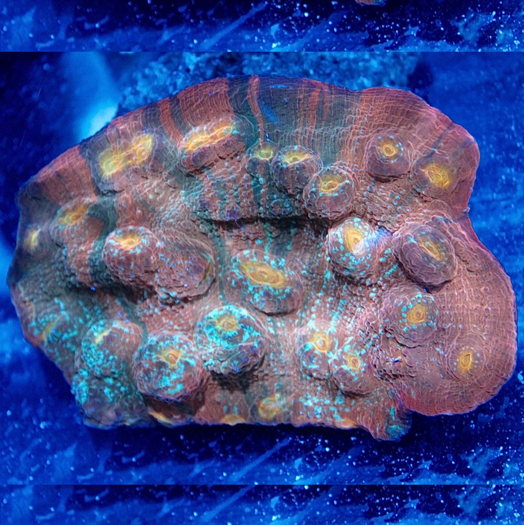 Unique Chalice LPS Aquatic Reef Design Ocala