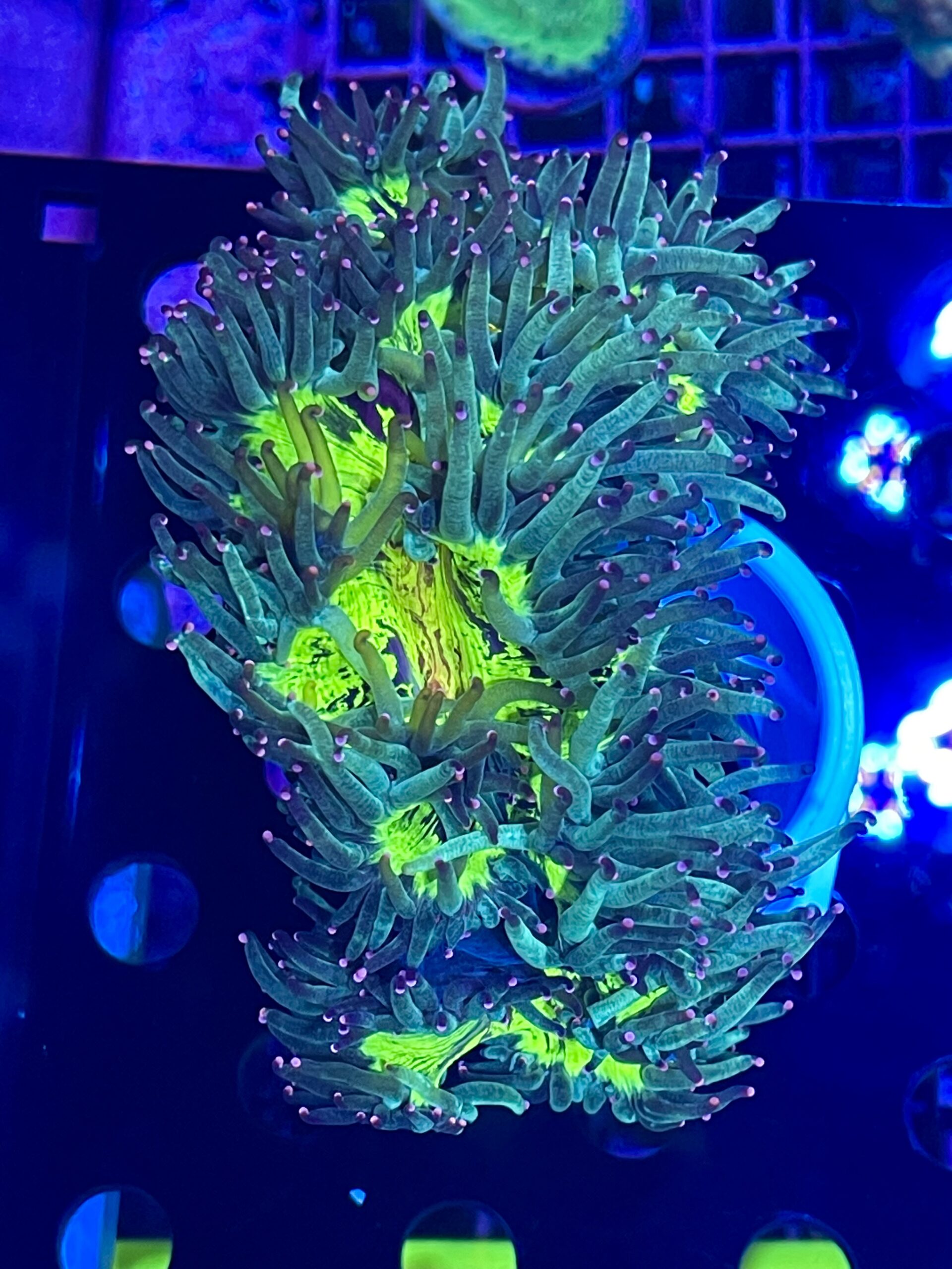 Aquatic Reef Design Ocala Tanks & Service Aquariums, Fish, Coral