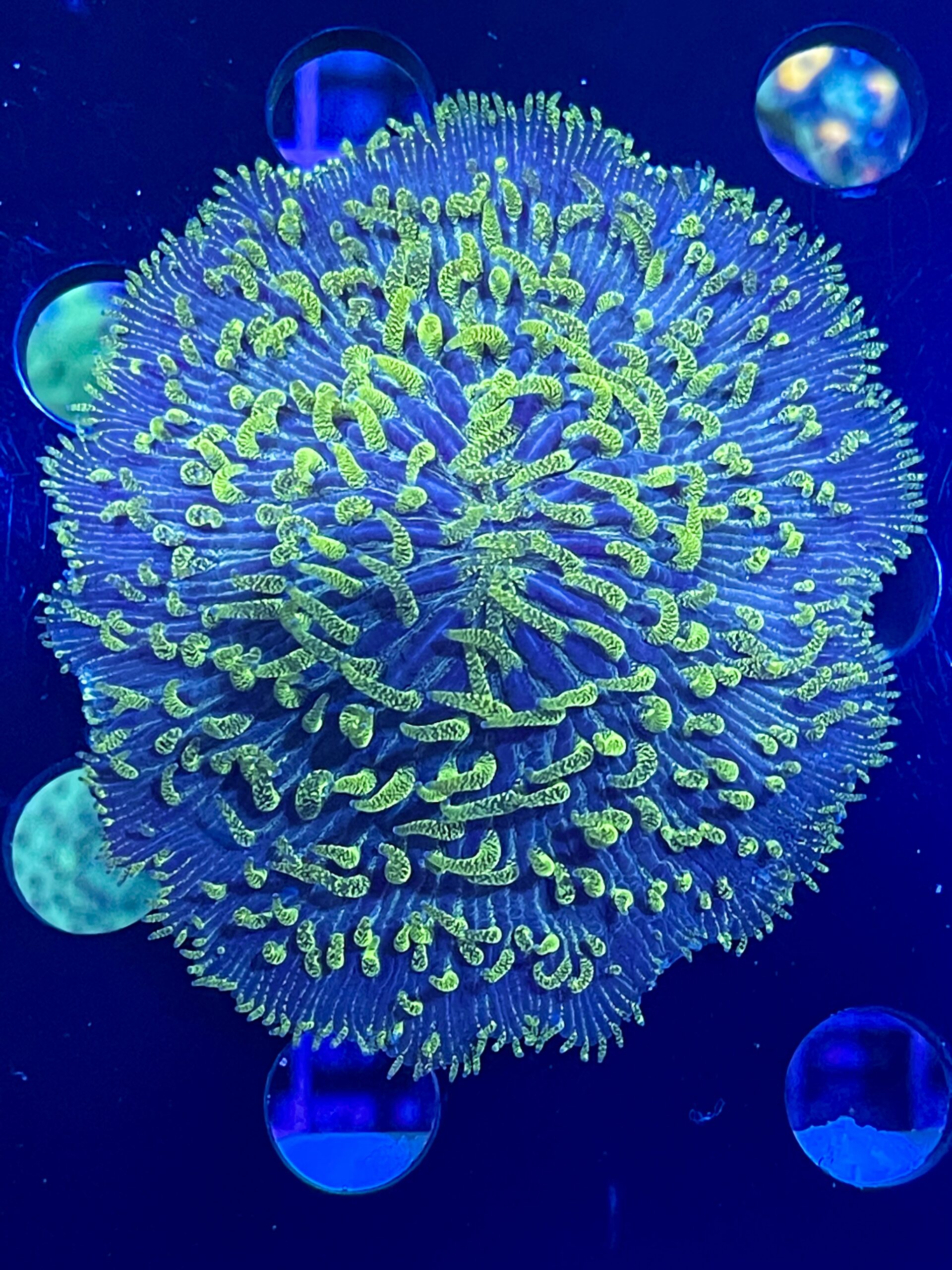 Aquatic Reef Design Ocala Tanks & Service Aquariums, Fish, Coral