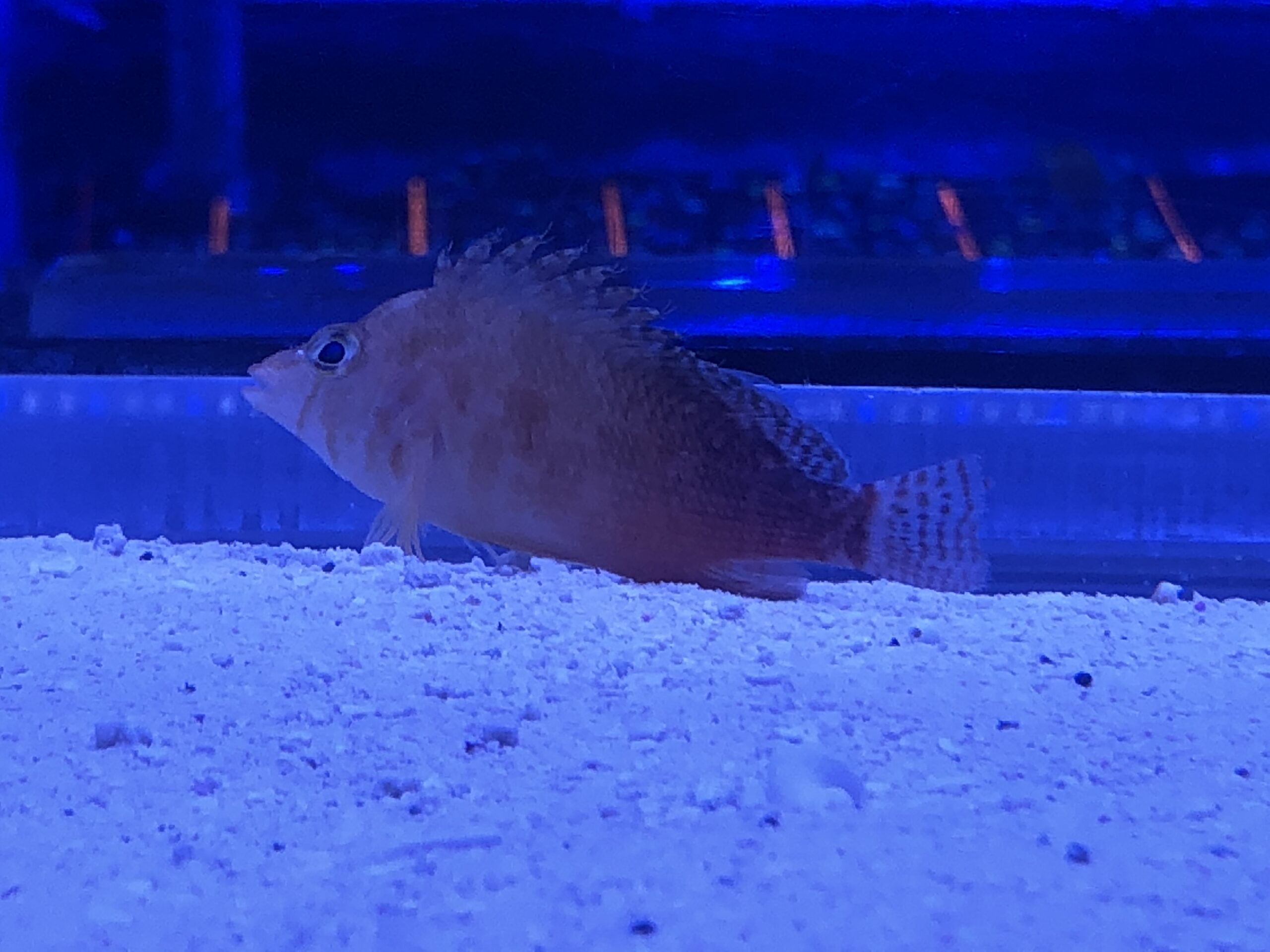 The Best Saltwater Aquarium for My Home Aquatic Reef Design Ocala